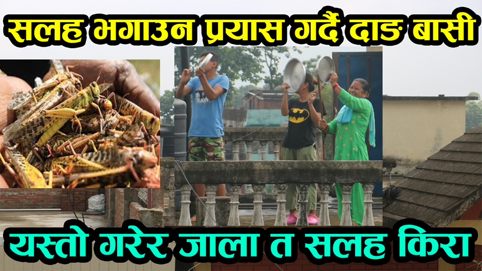 सलह किरा भगाउन प्रयास गर्दै दाङ बासी, यस्तो गरेर जाला त सलह किरा(भिडियो)