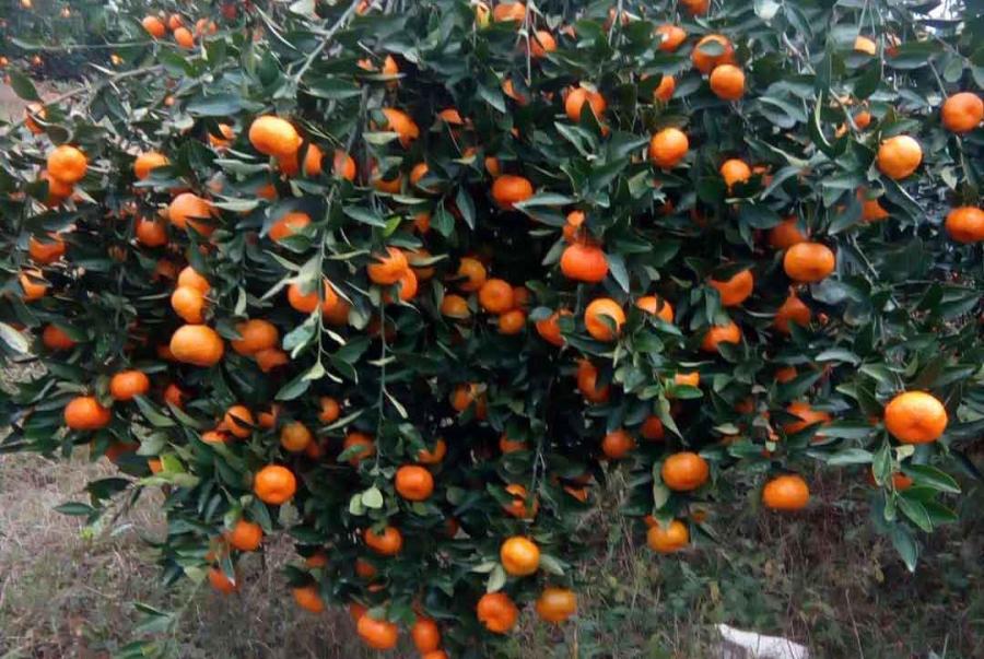 सुन्तला पाक्ने बेलामा कीरो लागेपछि बाँसखर्कका कृषक चिन्तित
