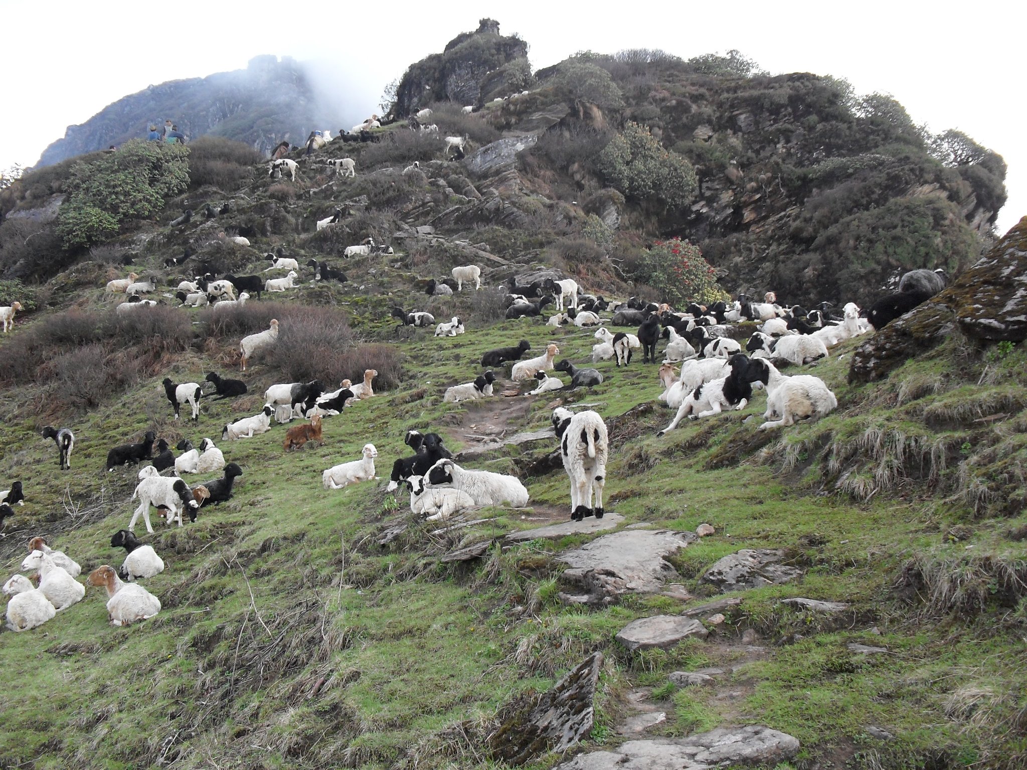 ताप्लेजुङमा लोप हुँदै भेडी गोठ