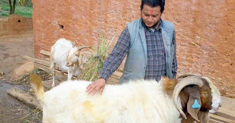 मार हान्न ठिक्क पारेको खसी जब आँसु झार्दै गोठतिर दौडियो…