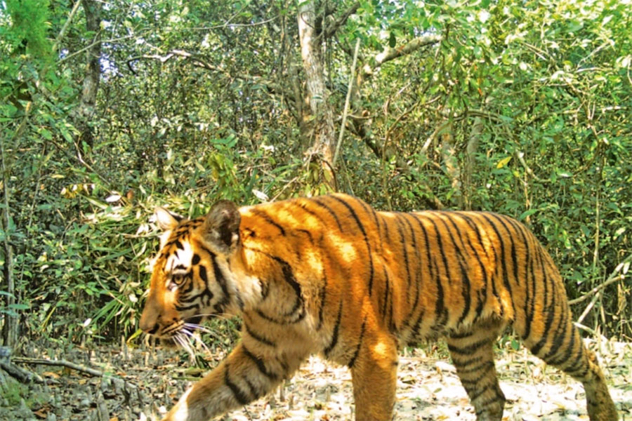 बांके राष्ट्रिय निकुञ्जमा बाघको संख्या बढेसँगै पर्यटक पनि बढे