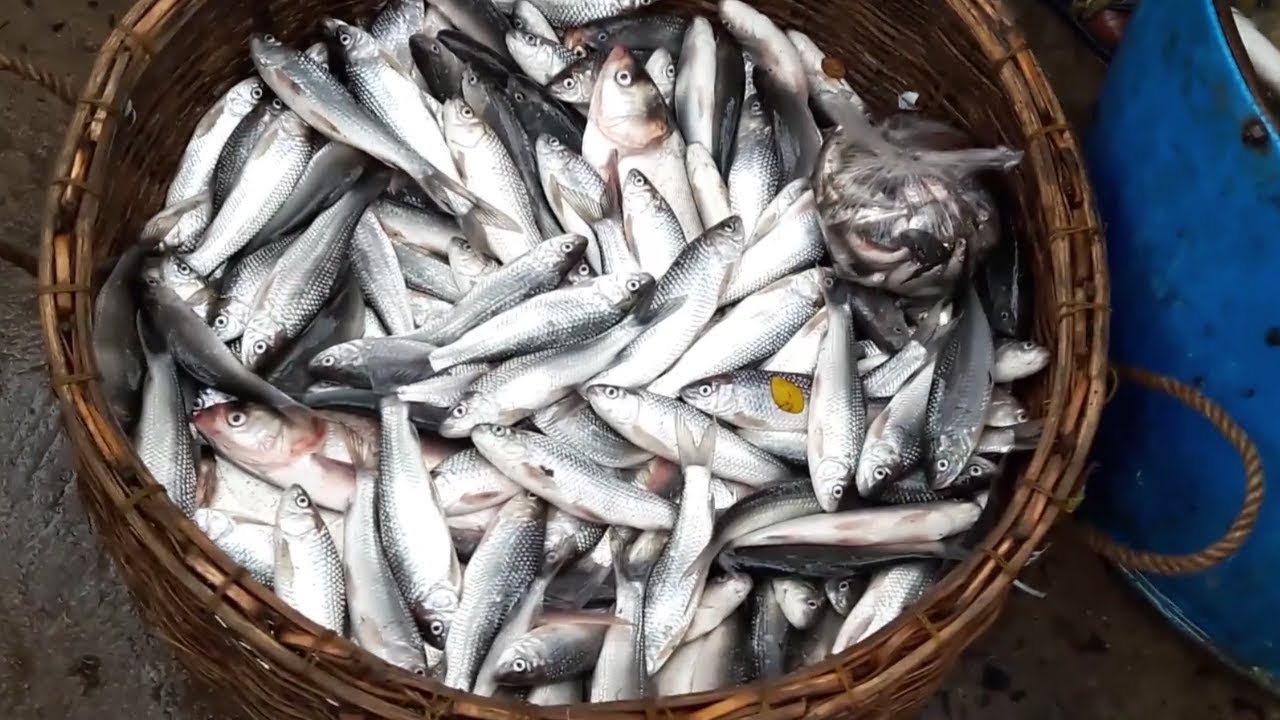कुखुरा र माछाको मासु स्वास्थ्यका लागि लाभदायक