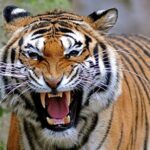 बाघको आक्रमणबाट १ जना घाइते