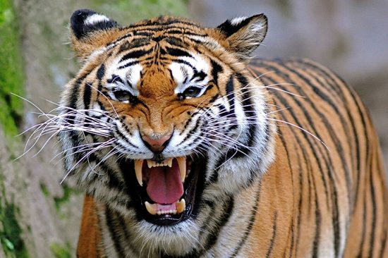 बाघको आक्रमणबाट १ जना घाइते