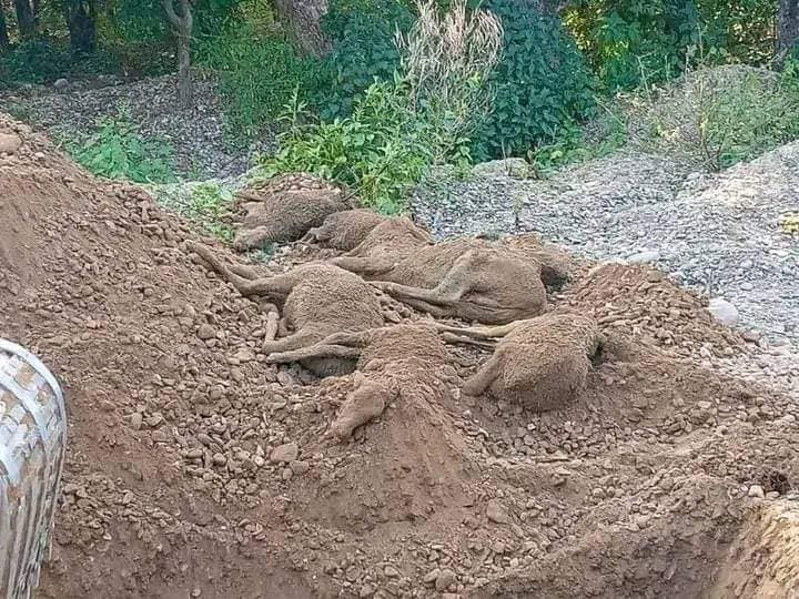 छाडा गाई-गोरुलाई जिउँदै गाडेर मारिएको भन्ने खबर झूटो- वेदकोट नगरपालिका