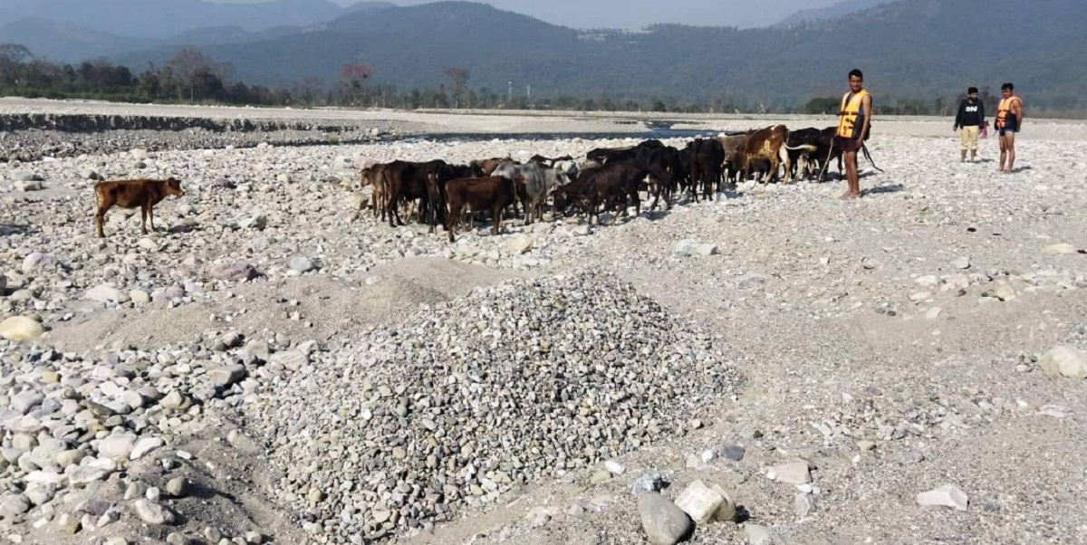 छाडा चौपाया महाकाली नदीमा बगाएपछि सर्वत्र विरोध