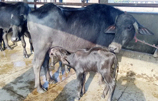 नलगाडमा सुत्केरी भैँसीलाई भत्ता