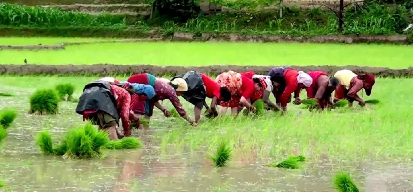 धनुषामा राष्ट्रिय धान दिवस मनाइयो, आयात रोक्नुपर्नेमा जोड