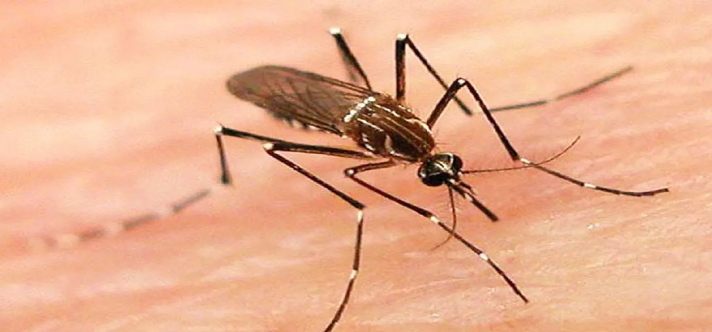 बंगलादेशमा डेंगीको संक्रमणबाट एकै दिन सात जनाको मृत्यु
