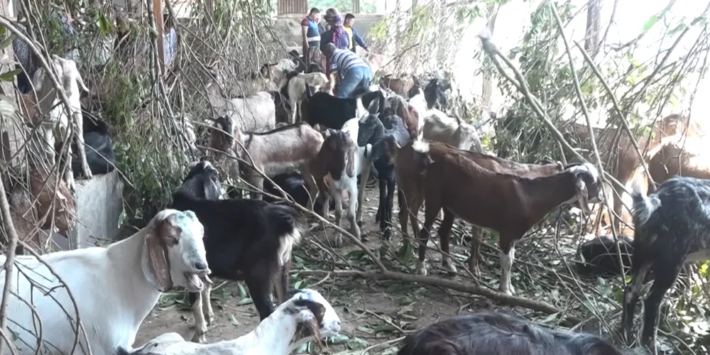 जुम्लामा दशैंमा मात्रै १६ करोड बढीका खसीबोकाको कारोबार