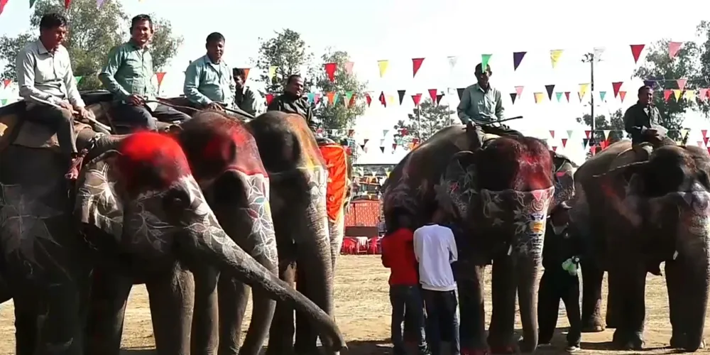 हात्ती सुन्दरी प्रतियोगितामा ७ हात्तीको प्रतिष्पर्धा