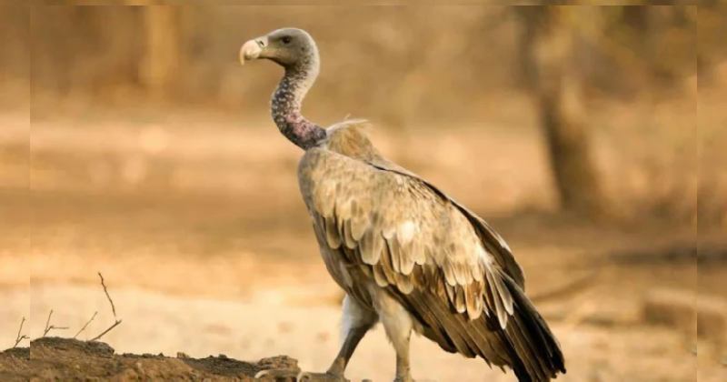 गिद्ध लोप हुँदा ५ लाख मानिसको मृत्यु, कसरी भयो ?