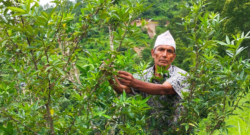 पूर्वसांसदको टिमुर बगैंचा