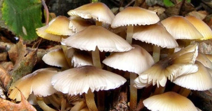 जंगली च्याउको तरकारी खाँदा एकै घरका ५ जना बिरामी