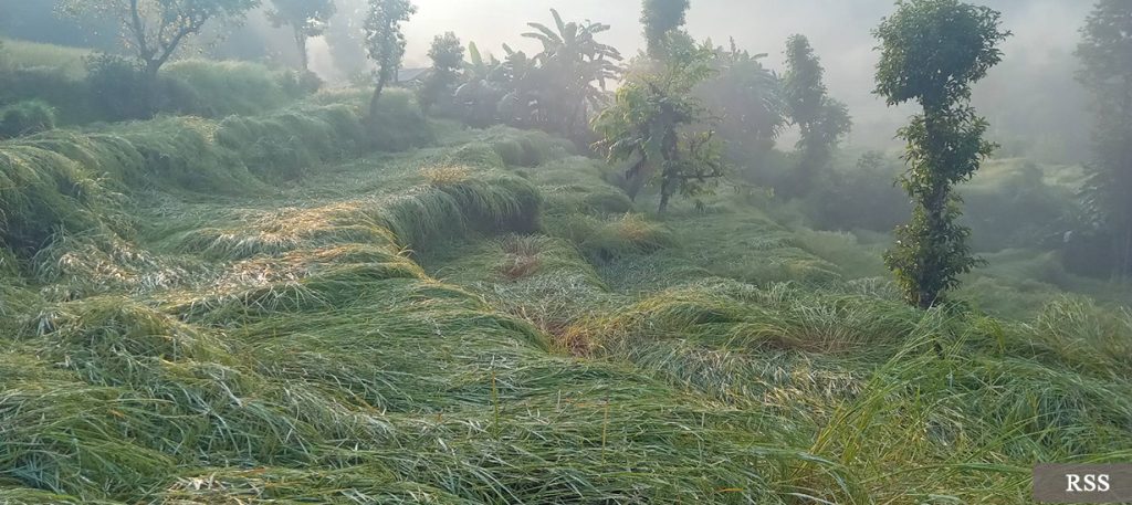 पर्वतमा असिनाले धानबालीमा क्षति, कृषक चिन्तित