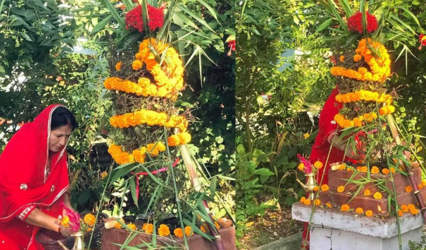 तुलसी र दामोदरको विवाह गरी हरिबोधिनी एकादशी पर्व मनाइँदै