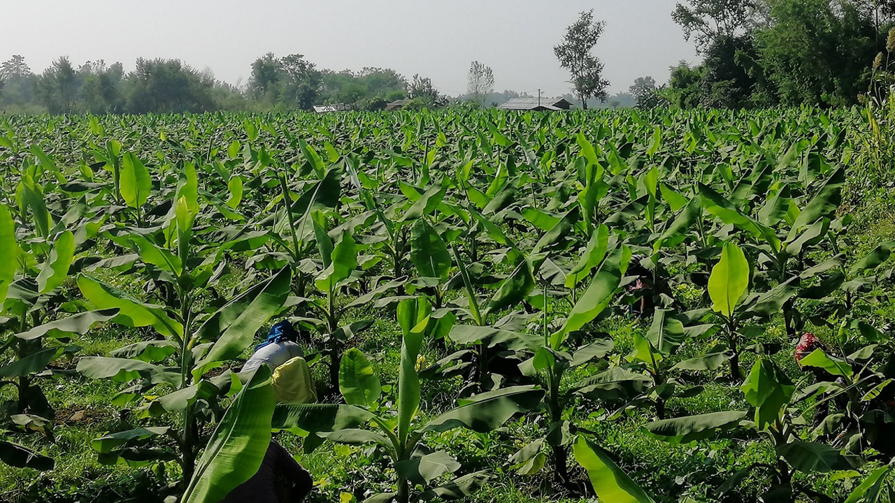 केराखेतीबाट १५ लाख आम्दानी गरेका टेकेन्द्र भन्छन्, ‘स्वदेशमै आत्मनिर्भर बन्न सकिन्छ’