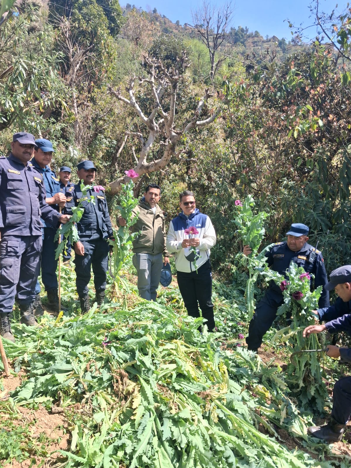 रोल्पामा ७०० बोट अफिम खेती नष्ट,खेती गर्ने १ जना पक्राउ