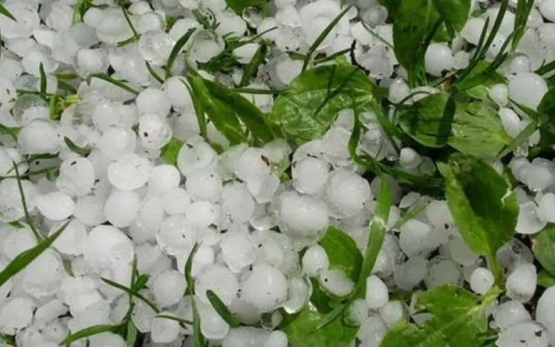 झापामा असिनापानीले कृषि क्षेत्रमा तीन अर्बको क्षति