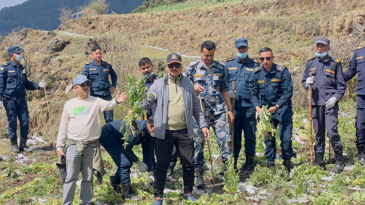 रोल्पामा ठुलो परीमाणमा अबैध अफिम खेती नष्ट {फोटो फिचर}