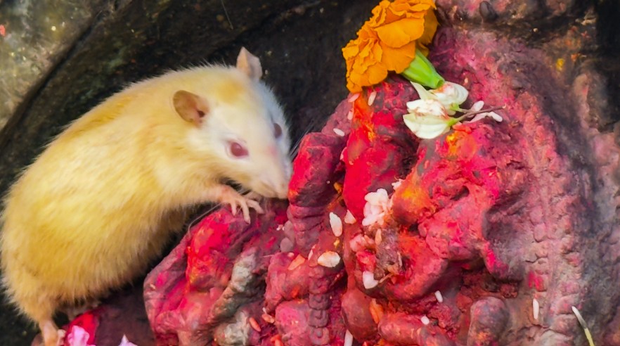 पाटनको सौगल गणेश मन्दिरमा सेतो मुसाको खोजी र पूजा