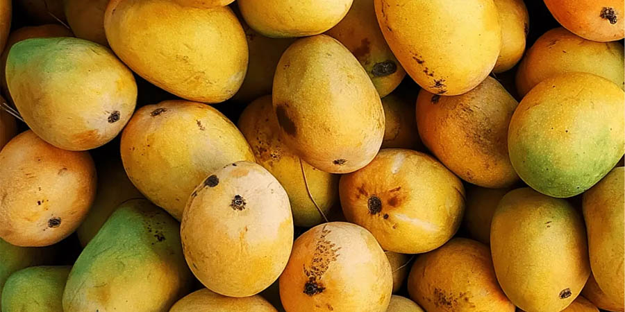मालदह आँपको बजार मूल्य दोब्बरले बढ्यो, किसान भने रित्तै